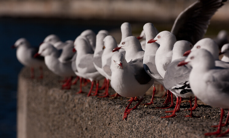 birds - Composition Checklist for Beginners
