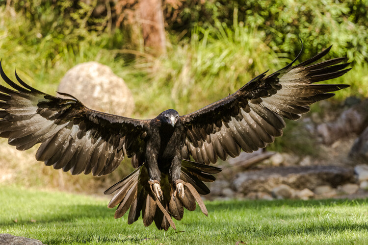 Composition Checklist for Beginners - large eagle wings spread