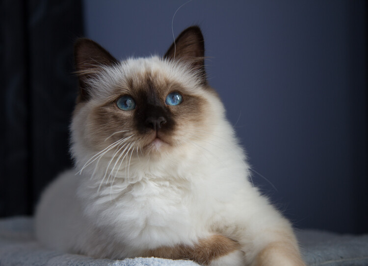 cat photo - Composition Checklist for Beginners
