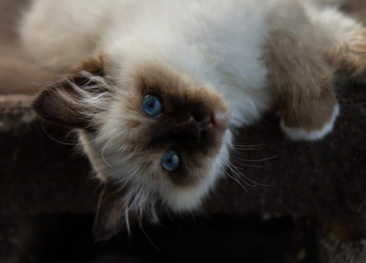 Composition Checklist for Beginners - cat photo